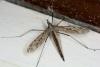 Tipula sp.